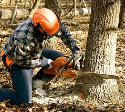 Tree Removal in Oak Bluffs, MA